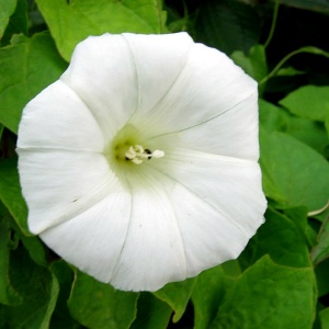 Bindweed