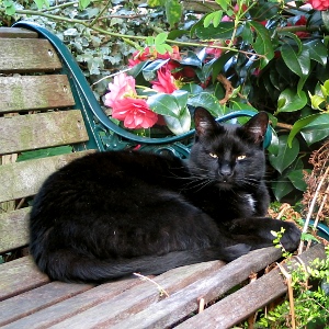 Compost deals cat poop
