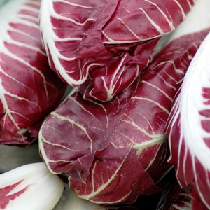 Chicory (Radicchio/Endive)