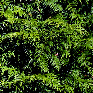 Conifer/Leylandii branches