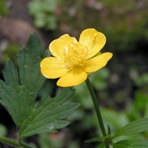 Creeping buttercup