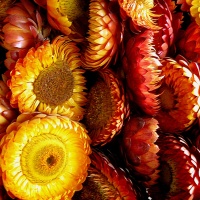 Dried flowers