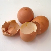 Egg shells