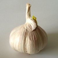 Garlic