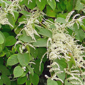 japanese-knotweed