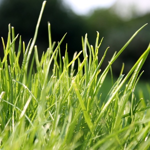 lawn-clippings