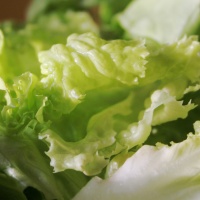 Lettuce and salad leaves
