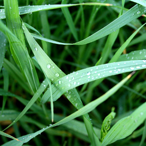 Clumps of grass