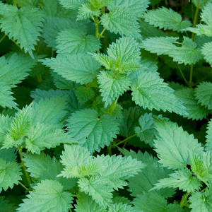 Nettles