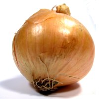 Onion