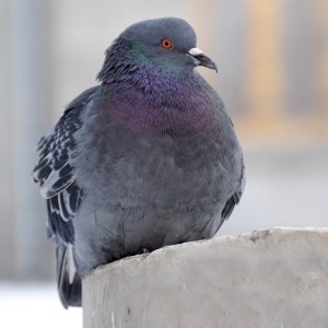 is pigeon poop bad for dogs