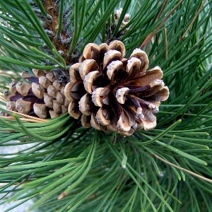 pine needles and pine cones