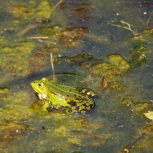 Duckweed