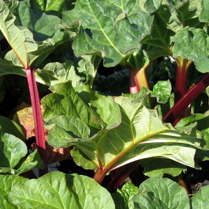 rhubarb