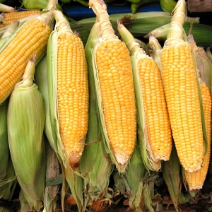 sweet-corn