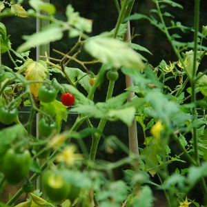 Tomato plants