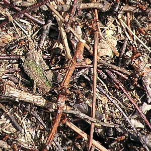 Twigs, Sticks and Branches