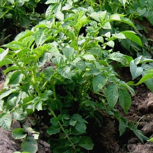Potato plants/tops