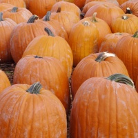 Pumpkins and pumpkin seeds