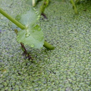 duckweed