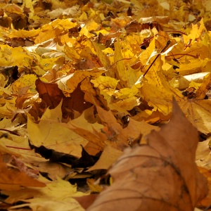 leaves-1