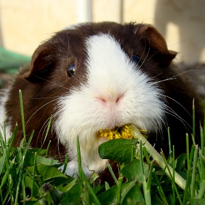 Guinea Pig Poo & Bedding