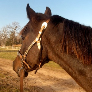 Horse poo & bedding