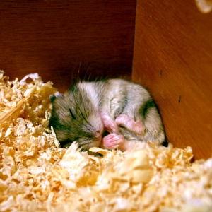 Hamster & Gerbil poo & bedding