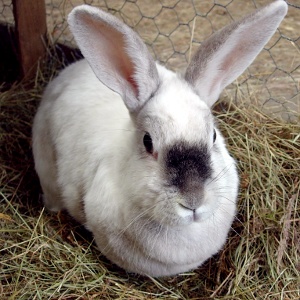 Rabbit Droppings & Bedding